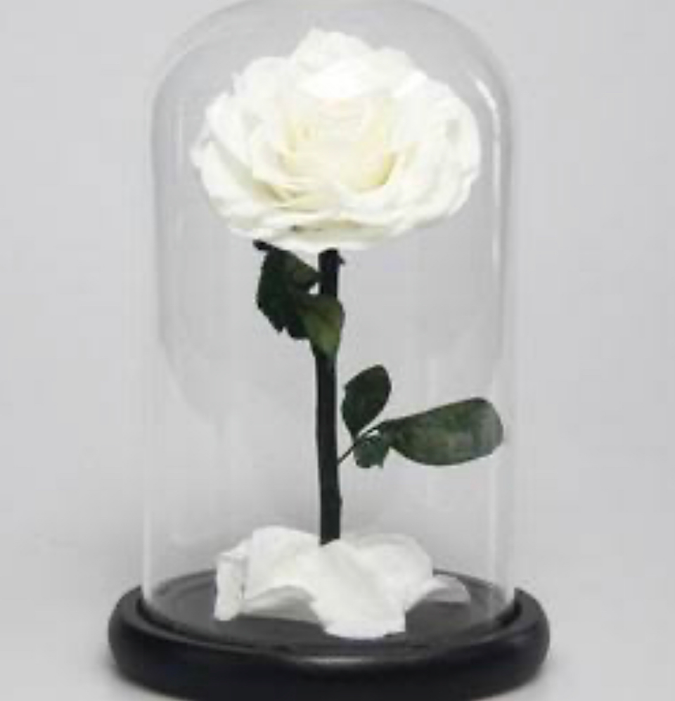 Everlasting Preserved Rose Dome (White) - Blossom  By Daisy