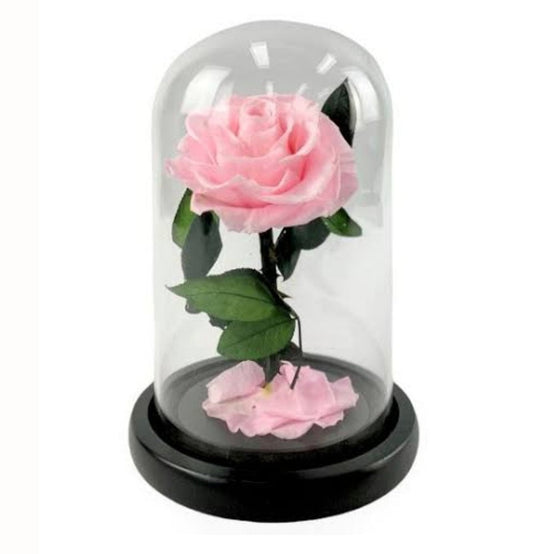 Everlasting Preserved Rose Dome (Pink) - Blossom  By Daisy