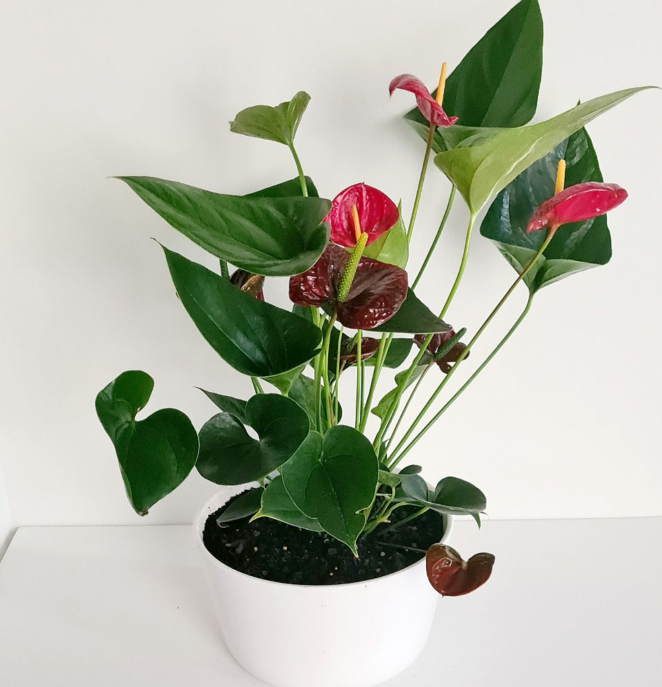 Anthurium Laceleaf & Pot - Blossom By Daisy