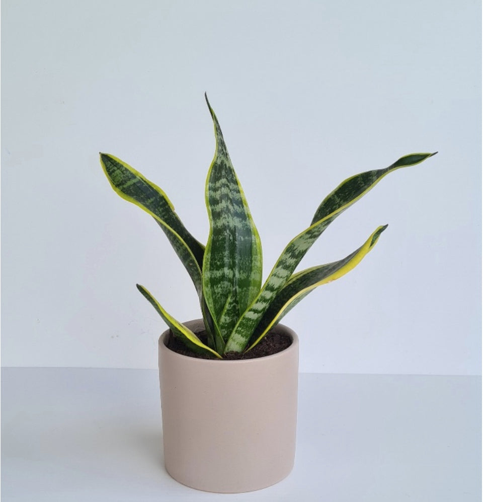 Sansevieria Trifasciata Superba (Snake Plant) - Blossom By Daisy