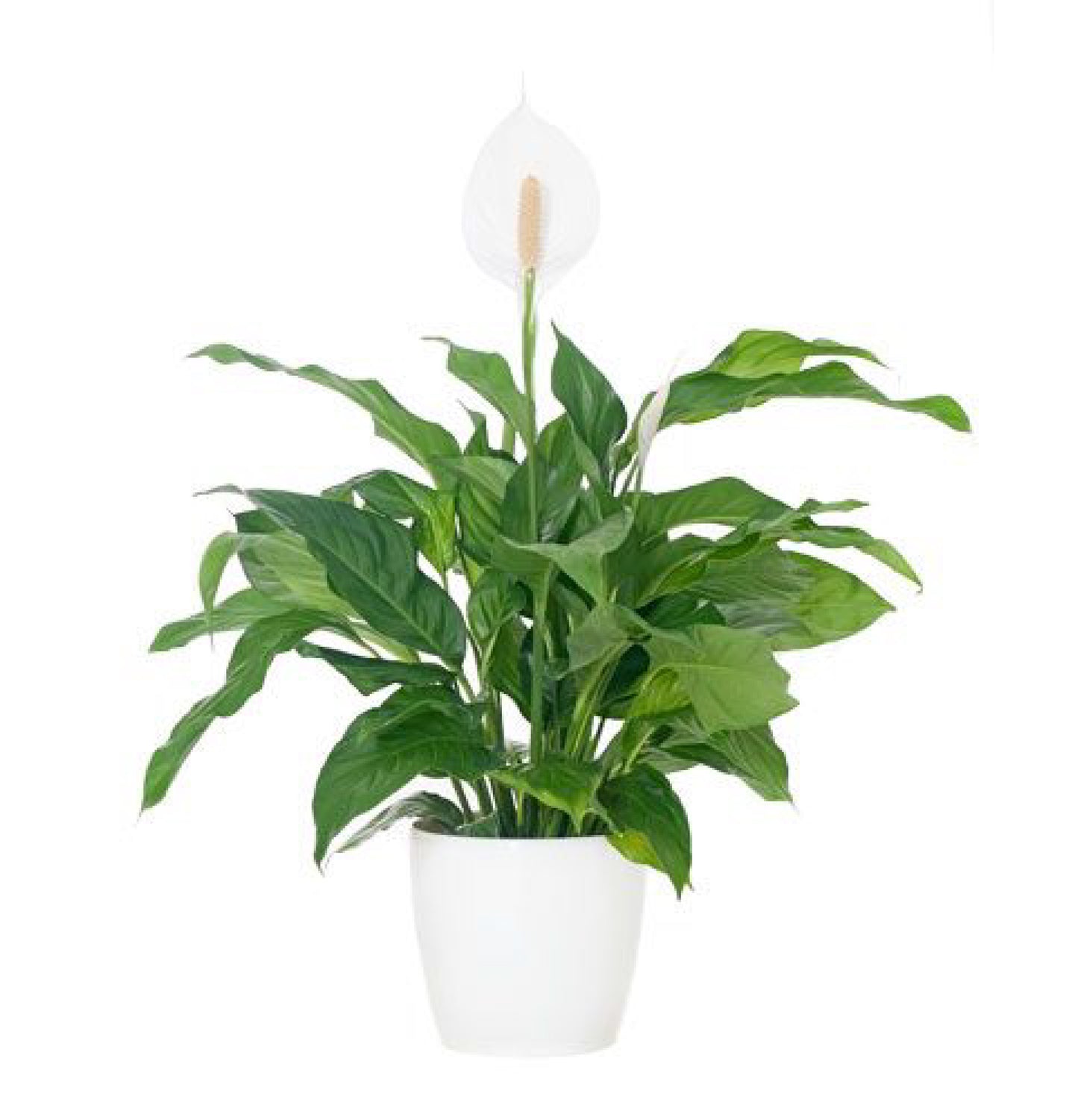 Peace Lily & Pot - Blossom  By Daisy