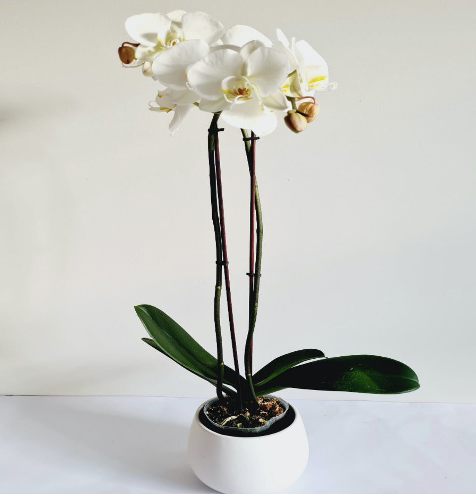 Orchid Plant (Large White) 2 Stems with pot - Blossom By Daisy