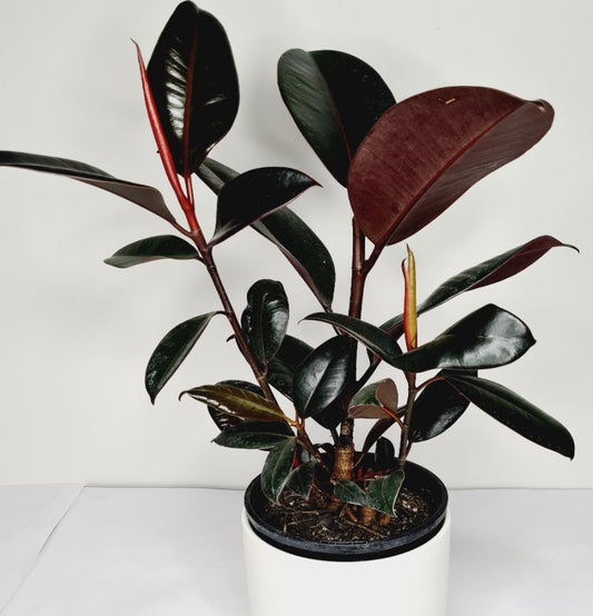 Ficus Elastica (Rubber Plants) - Blossom  By Daisy