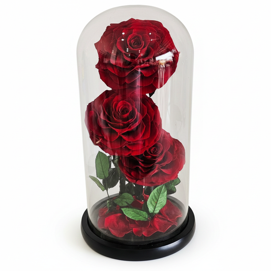 Classic Red Roses Preserved In a Dome.( 3 Roses) - Blossom  By Daisy
