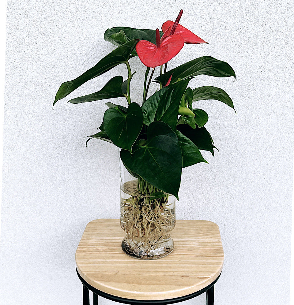 Red Anthurium Living Vase - Blossom  By Daisy