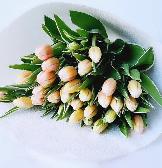 Tulips - Blossom  By Daisy