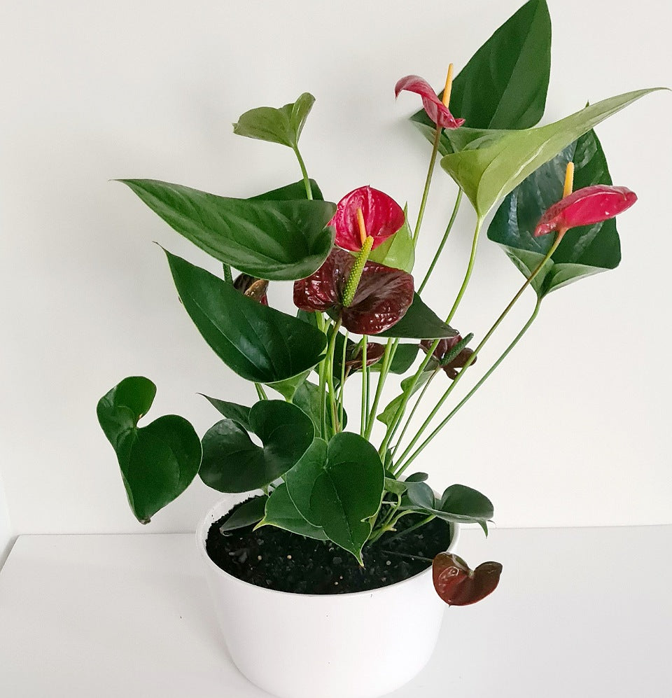 Anthurium Laceleaf & Pot - Blossom  By Daisy