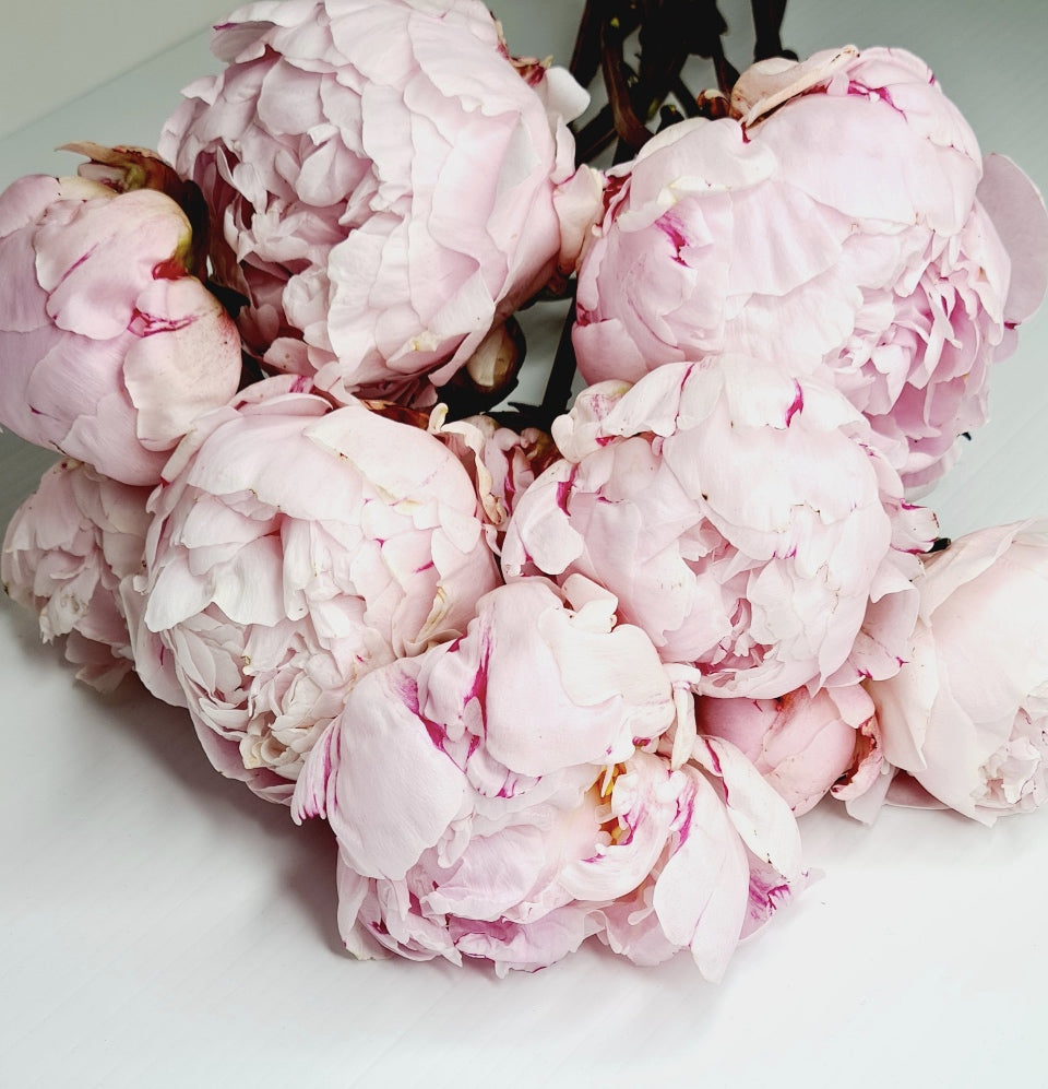 Peonies - Blossom  By Daisy