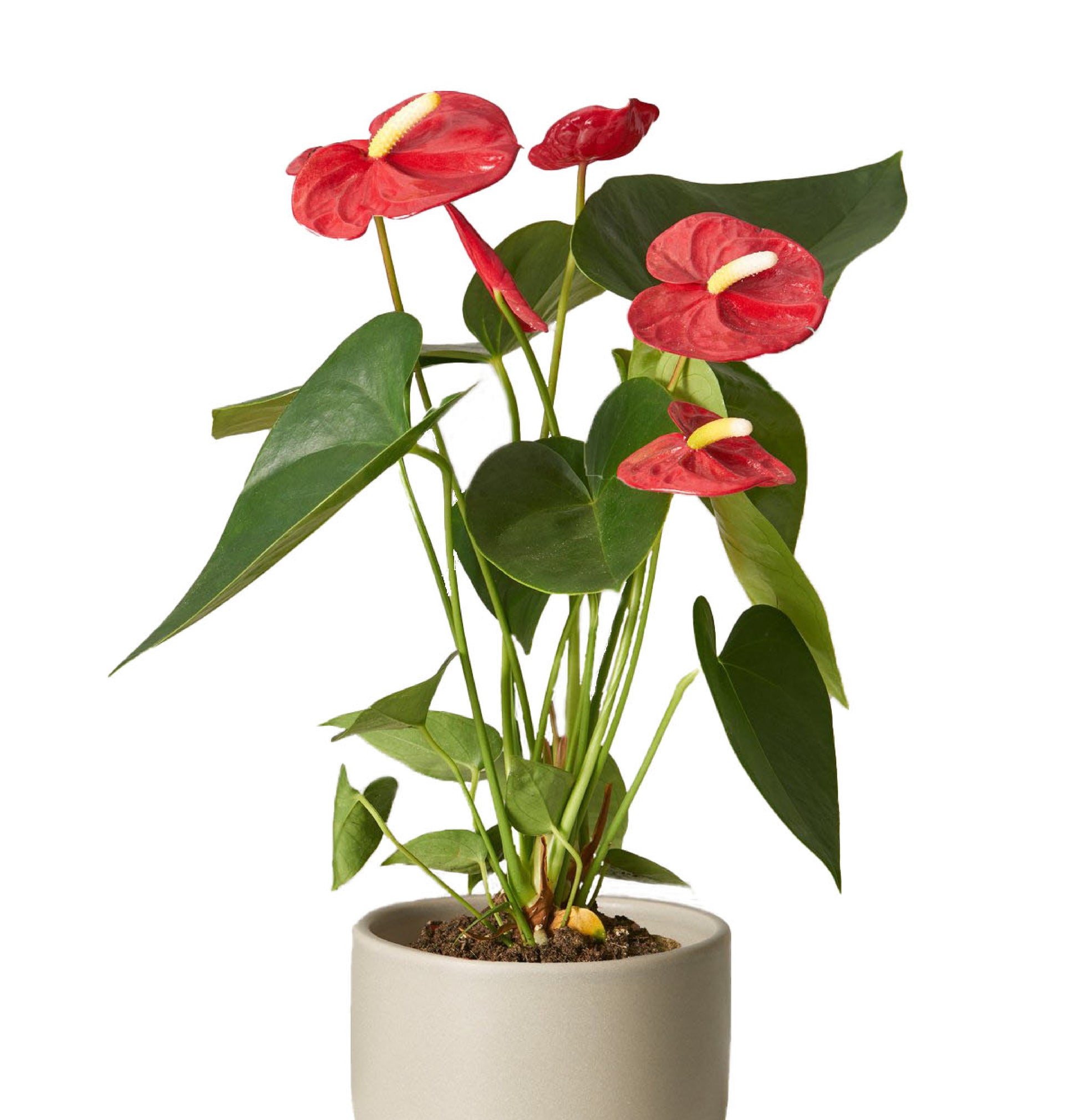 laceleaf indoor plants Anthurium Laceleaf & Pot