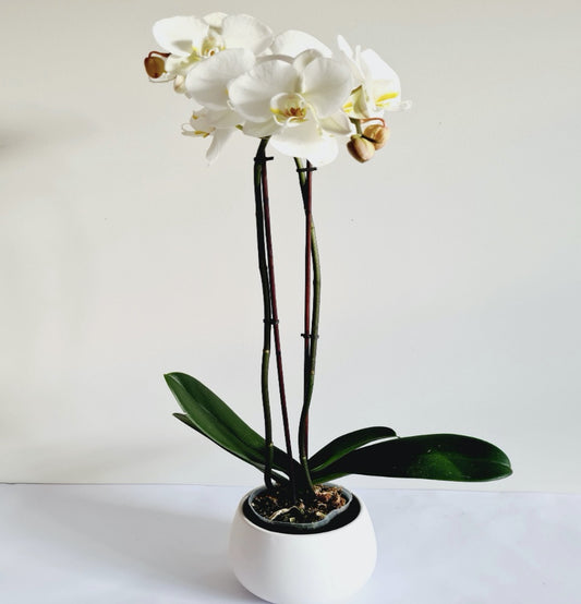 Orchid Plant  (Large White) 2 Stems with pot - Blossom  By Daisy