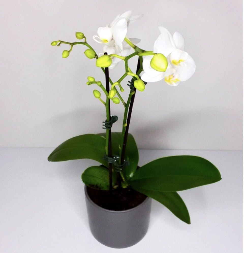 Orchid White (Large One stems)& Pot - Blossom  By Daisy