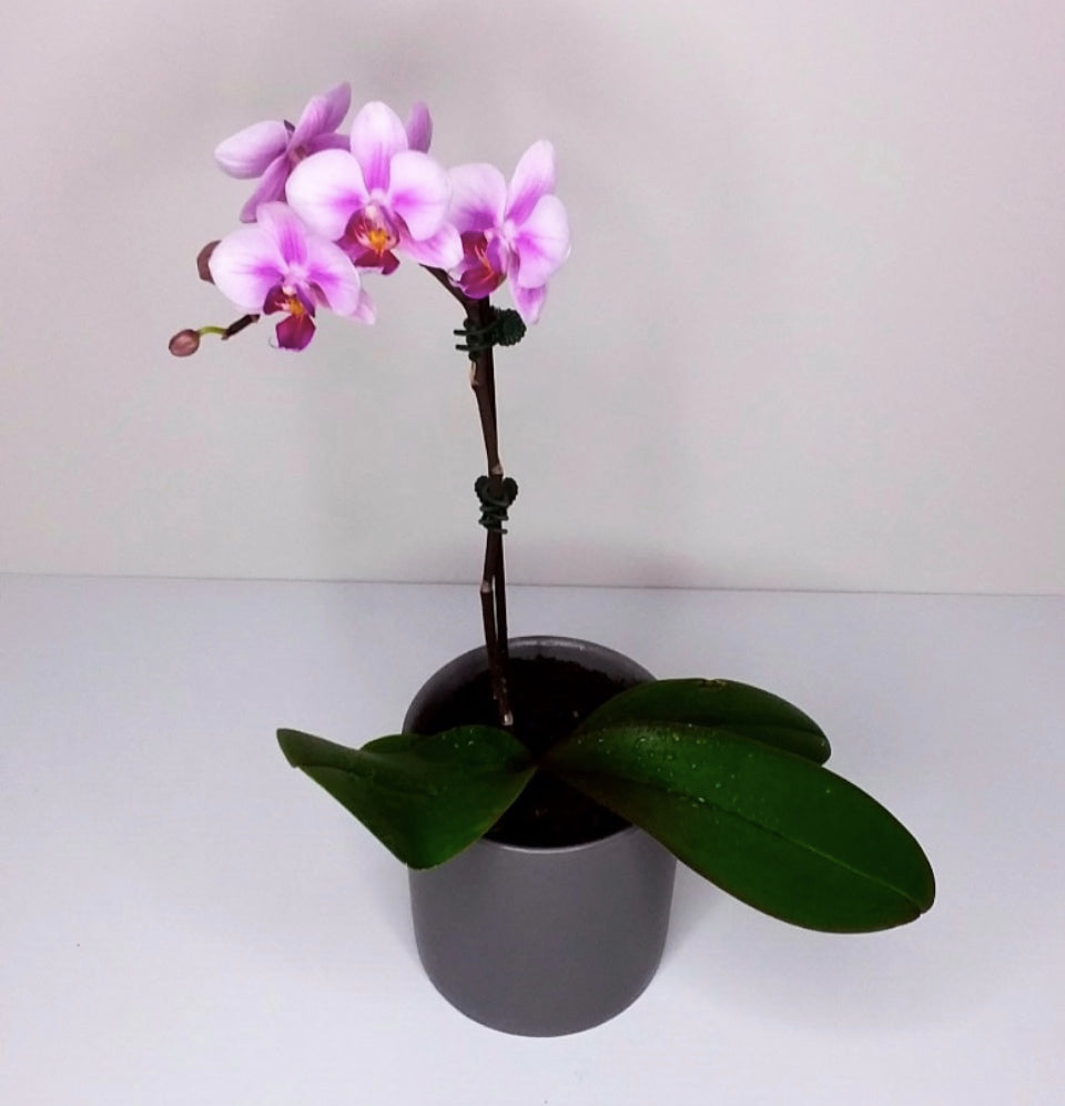 Orchid plant Purple & Pot (Large Single Stem) - Blossom  By Daisy